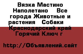 Вязка Мастино Наполетано  - Все города Животные и растения » Собаки   . Краснодарский край,Горячий Ключ г.